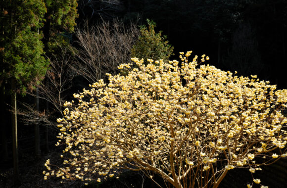 at OITA by GFX100RF & GF35F4