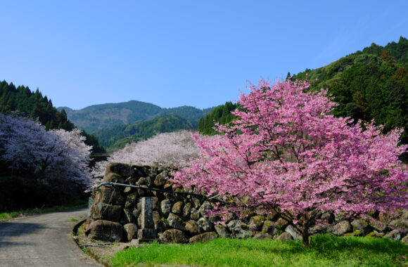 at SAGA GFX100S2 & GF35_70F4.5