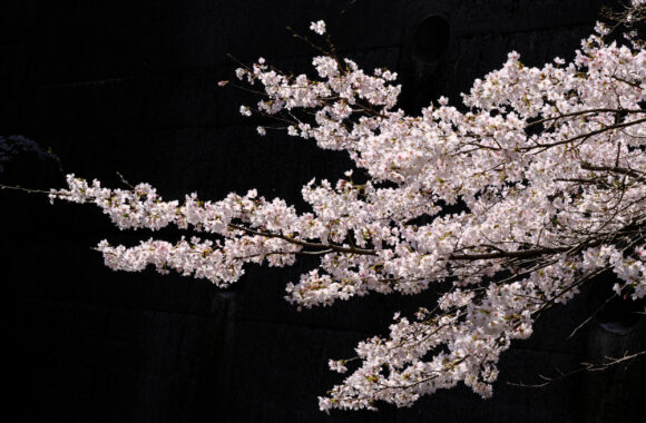 at SAGA GFX100S2 & GF35_70F4.5