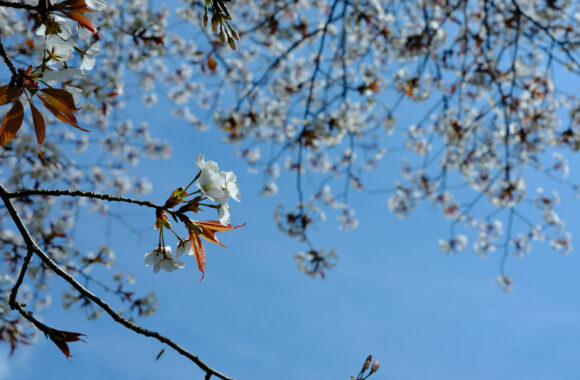 at SAGA GFX100S2 & GF35_70F4.5