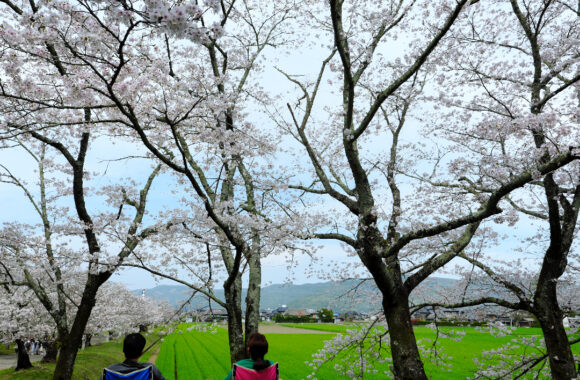 at SAGA by GFX50s2 & GF23F4.0