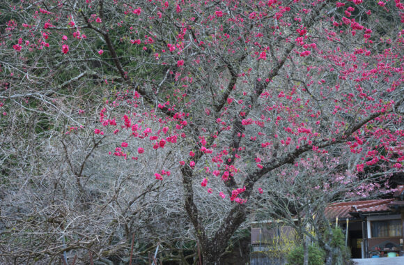 at FUKUOKA by Zf & Z24_120F4.0