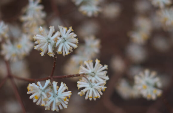 at OITA by D850 & AF-S58F1.4G