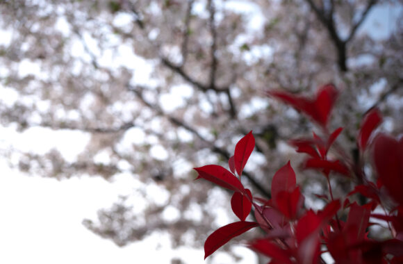 at SANPO by α7c2 & T35_100F2.8