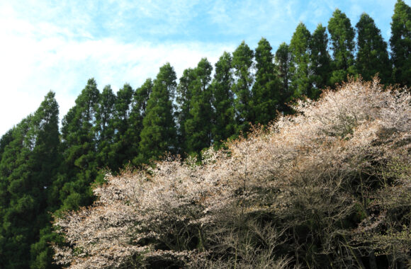 at KUMAMOTO by α7c2 & FE50_150F2.0GM