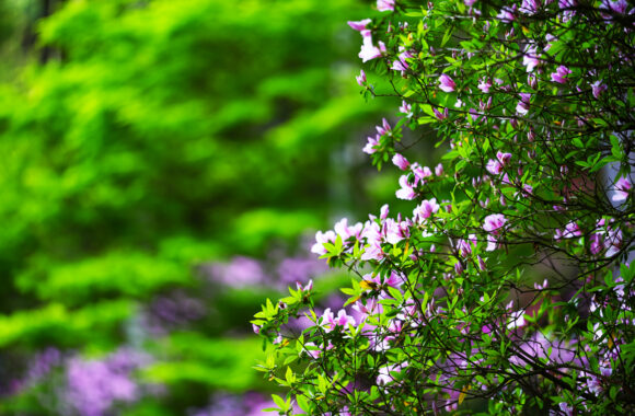 at SAGA by α7c2 & FE50_150F2.0GM