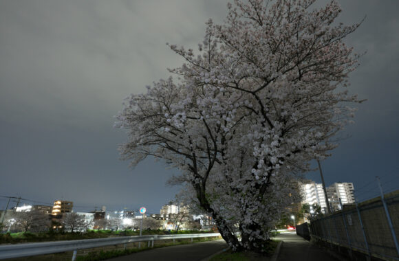 at SANPO by α7R5 & A20F1.4