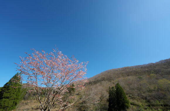 at KUMAMOTIO by α7R5 &FE14F1.8GM