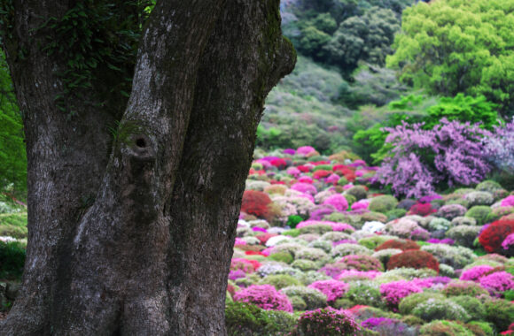 at SAGA by α7R5 & FE50_150F2.0GM