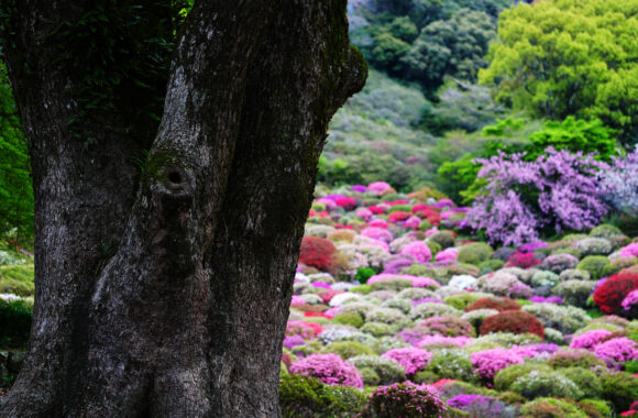 at SAGA by α7R5 & FE50_150F2.0GM