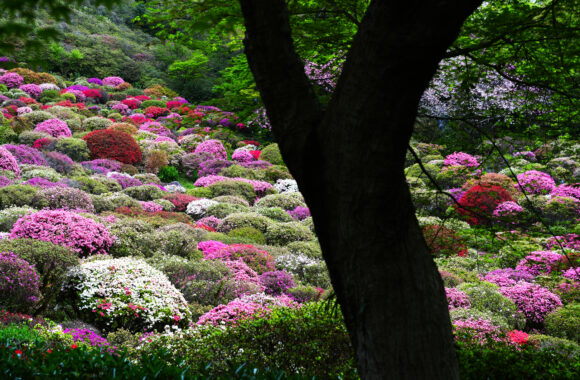 at SAGA by α7R5 & FE50_150F2.0GM