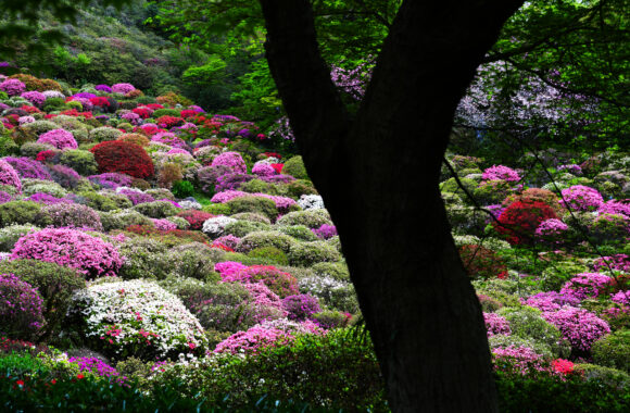 at SAGA by α7R5 & FE50_150F2.0GM