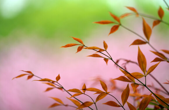 at SAGA by α7R5 & FE50_150F2.0GM