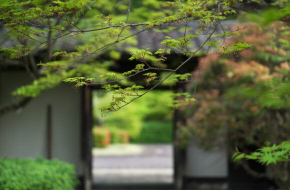 at SAGA by α7R5 & FE50_150F2.0GM