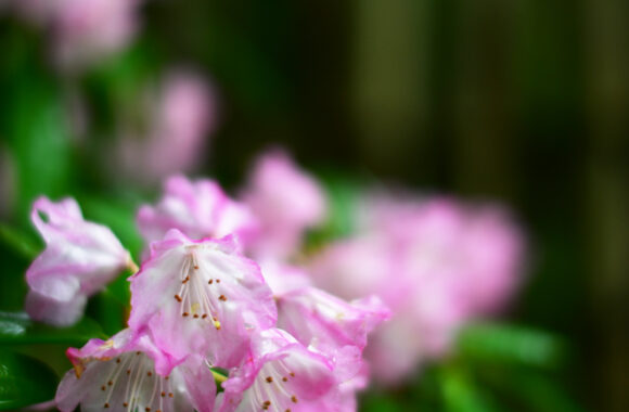 at SAGA by D850 & AF-S 58F1.4G