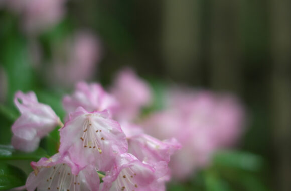 at SAGA by D850 & AF-S 58F1.4G