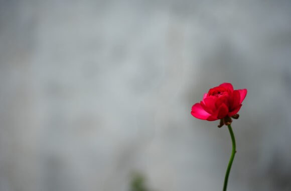 at NAGASAKI by α7c2 & T35_100F2.8