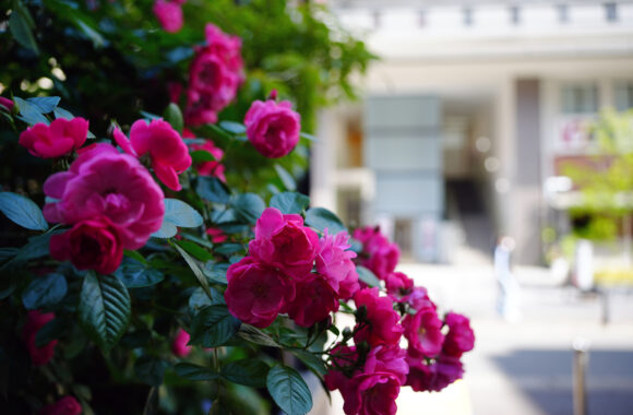 at TENJIN by α7c2 & T35_100F2.8