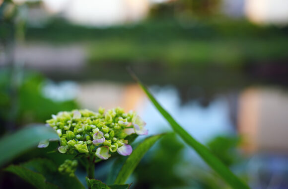 at ASA SANPO by α7c2 & T35_100F2.8