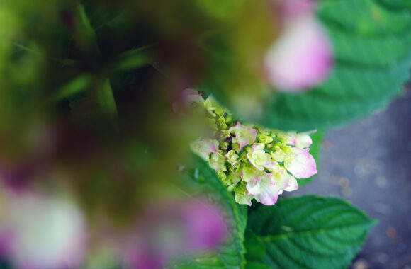 at ASA SANPO by α7c2 & T35_100F2.8