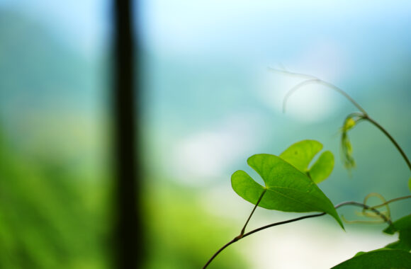 at SAGA by α7c2 & T35_100F2.8