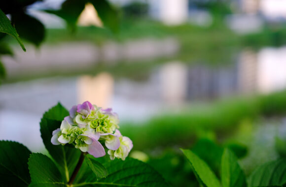 at ASA SANPO bu X-T5 & XF33F1.4