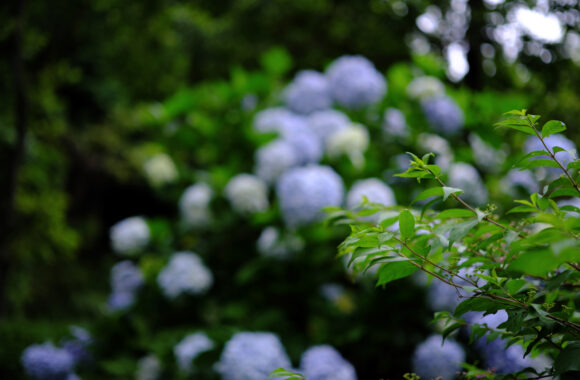 at SAGA by X-T5 & XF33F1.4