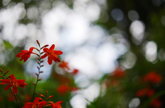 at SAGA by α7R6 & A35F1.4