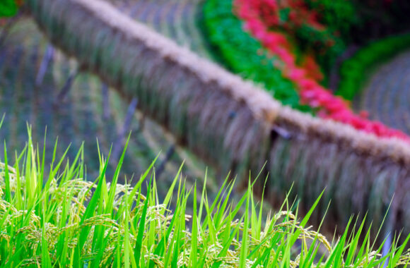 at KUROKI by GFX100s2 & GF45-100F4.0