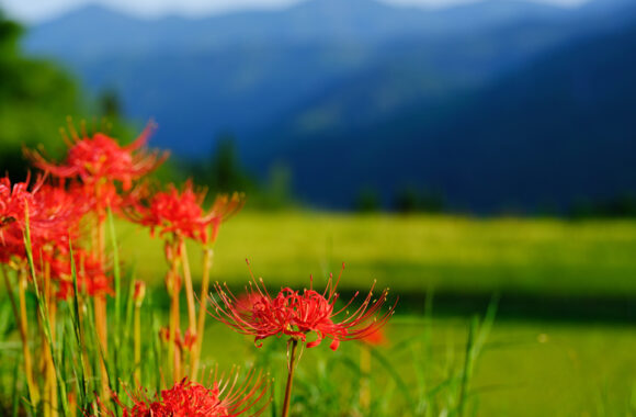 at KUROKI by GFX100s2 & GF45-100F4.0