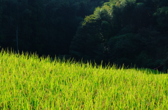 at KUROKI by GFX100s2 & GF45-100F4.0