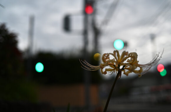 at SANPO by Z72 & Z40F2.0