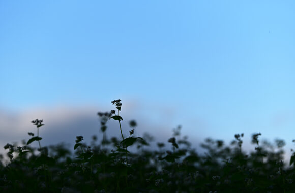 at NAMINO by Zf & A105F1.4