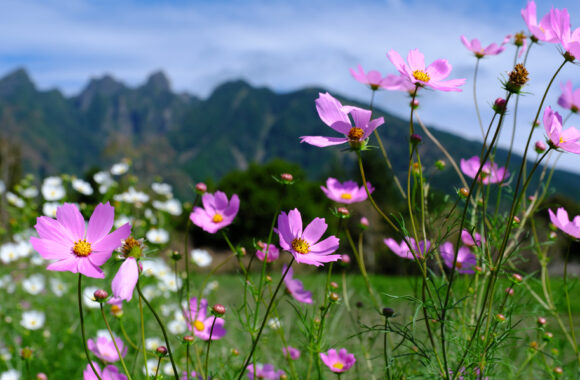 at ASO by GFX100s2 & GF45_100F4.0