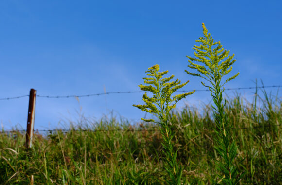 at ASO by GFX100s2 & GF45-100F4.0
